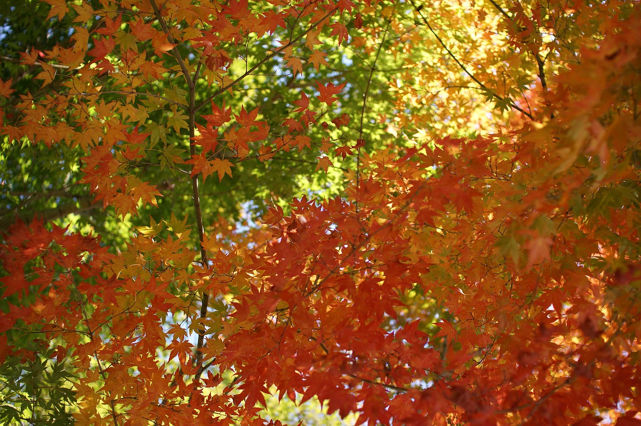 leaf forest trees free photo