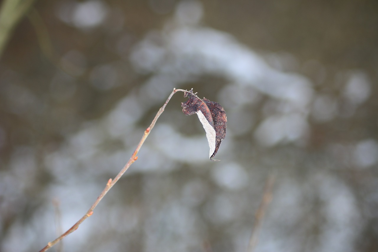 leaf frost nature free photo