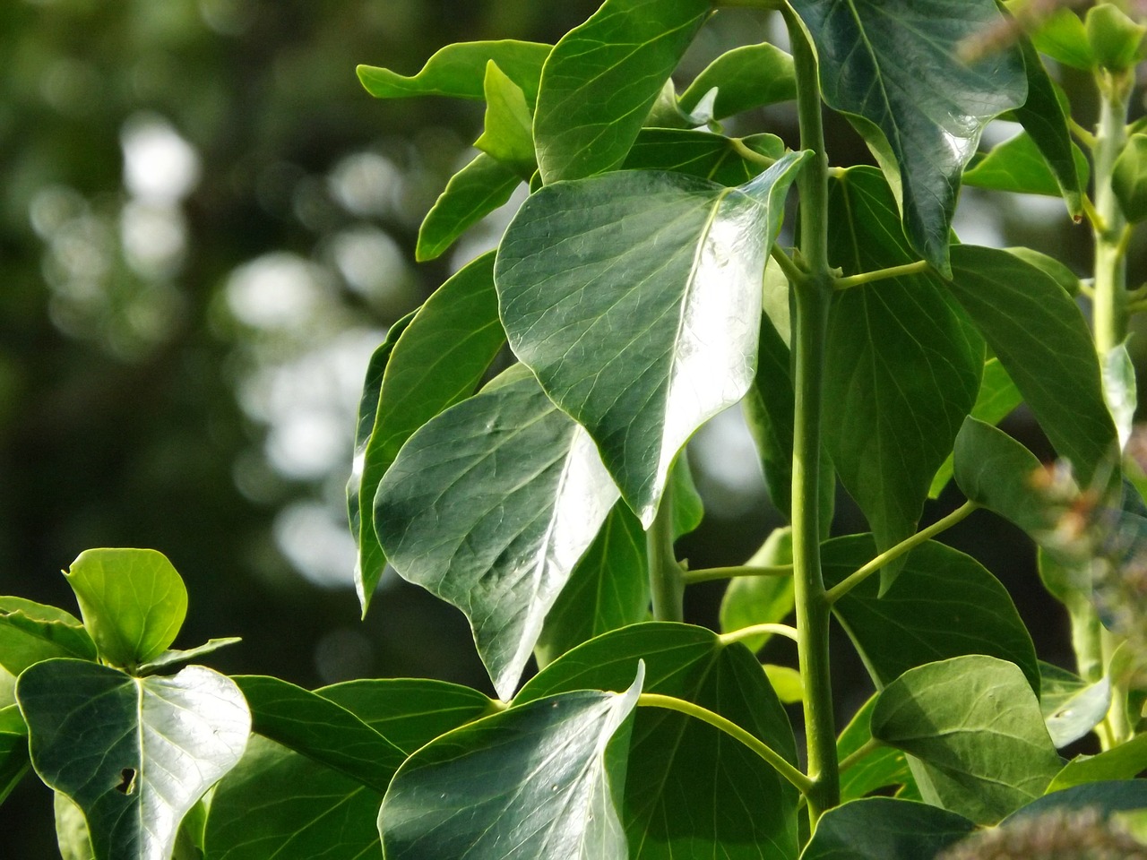 leaf nature green free photo