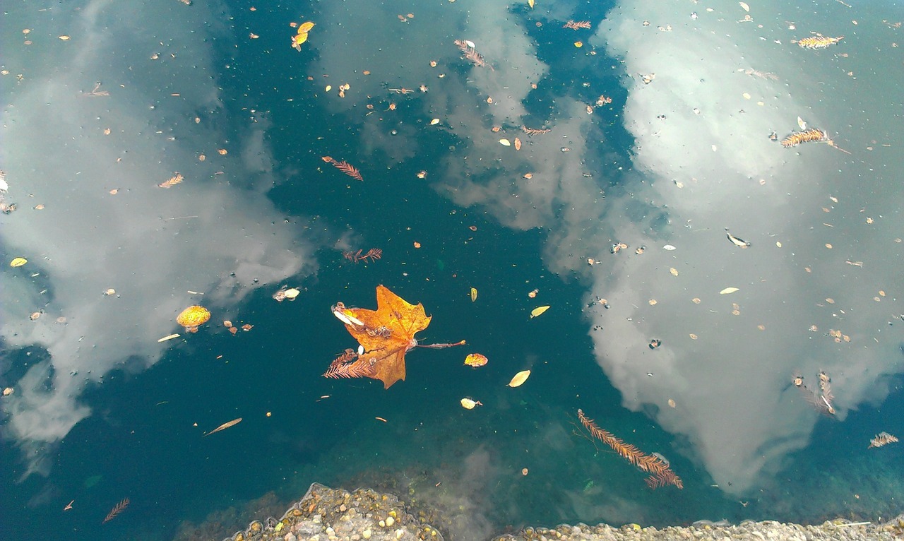 leaf reflection water free photo