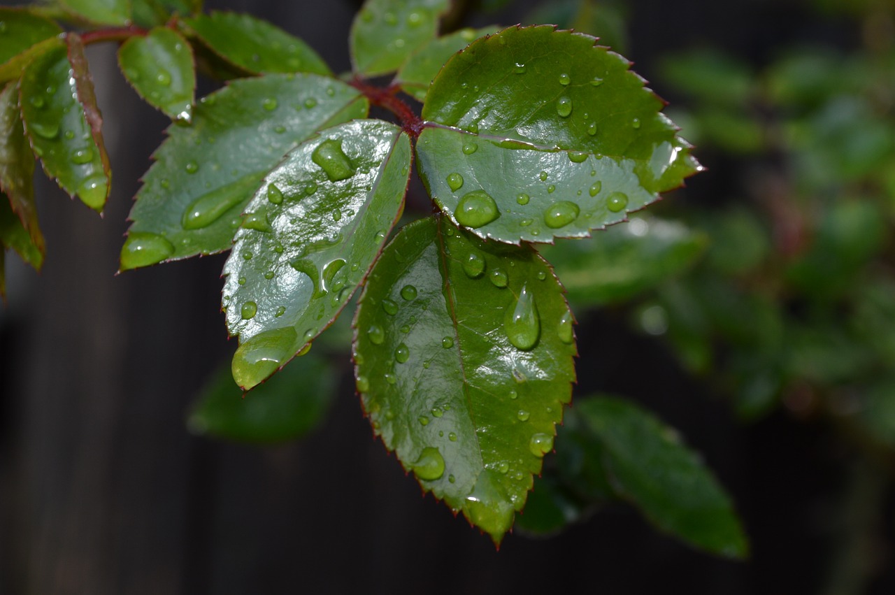 leaf green rosa free photo