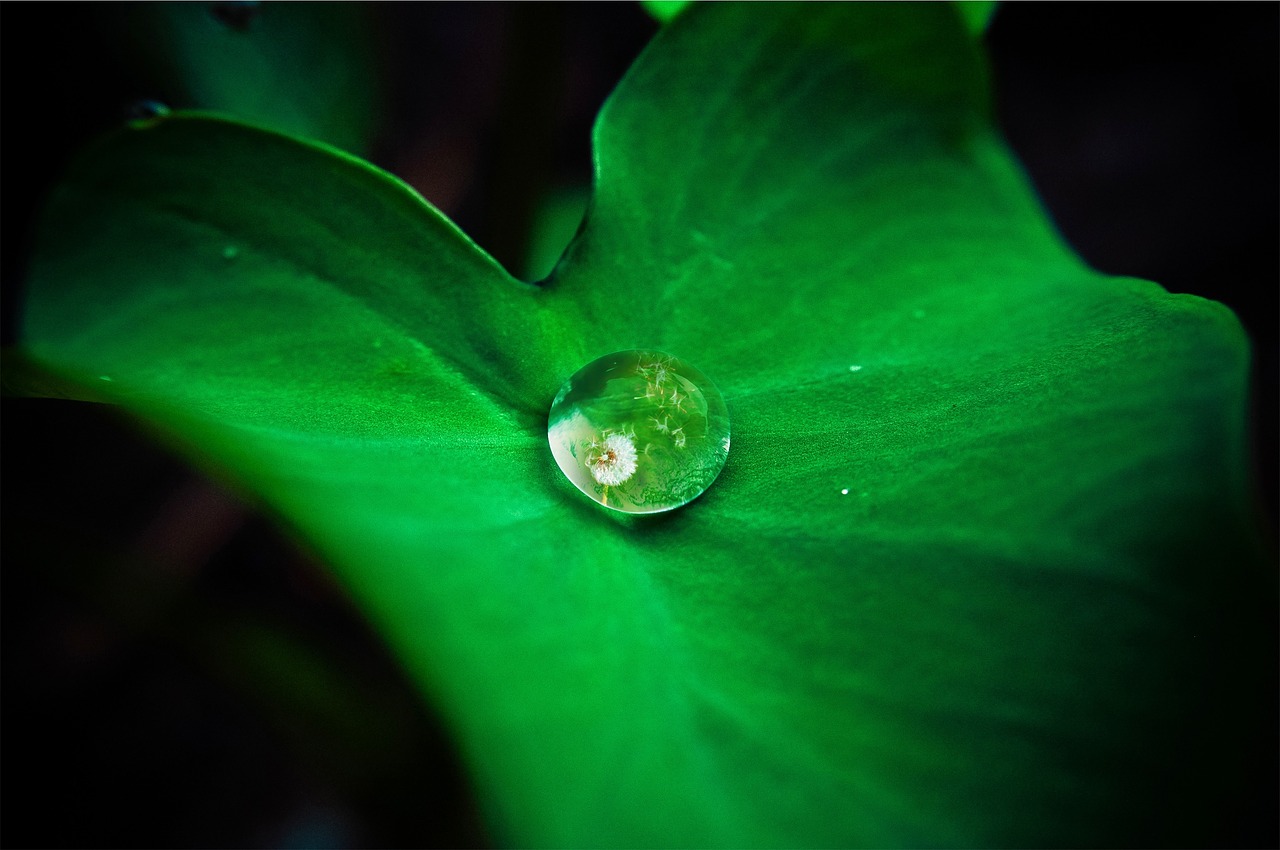 leaf droplet rolling off free photo