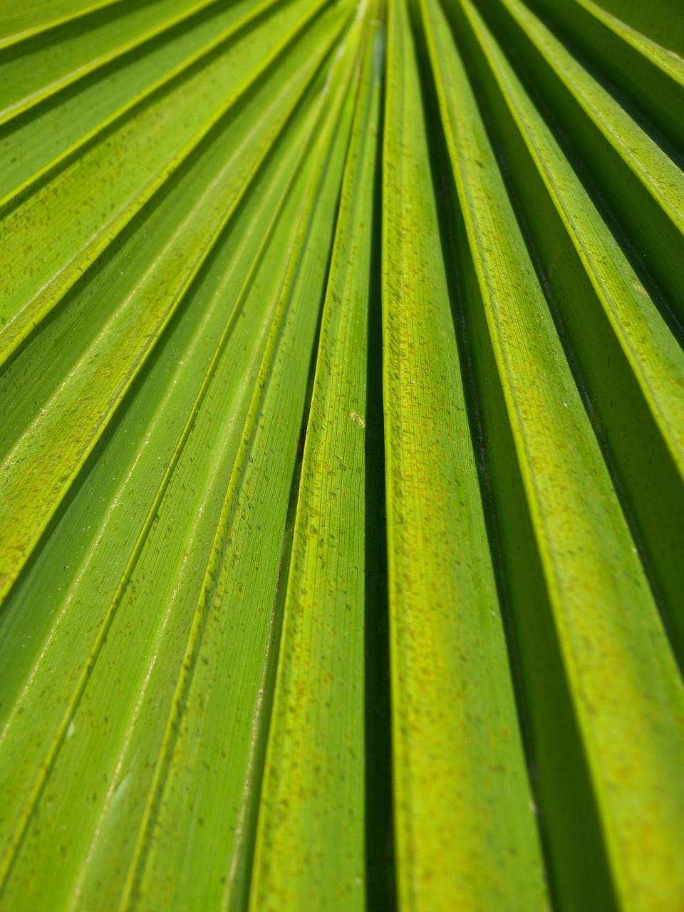 leaf palm green free photo