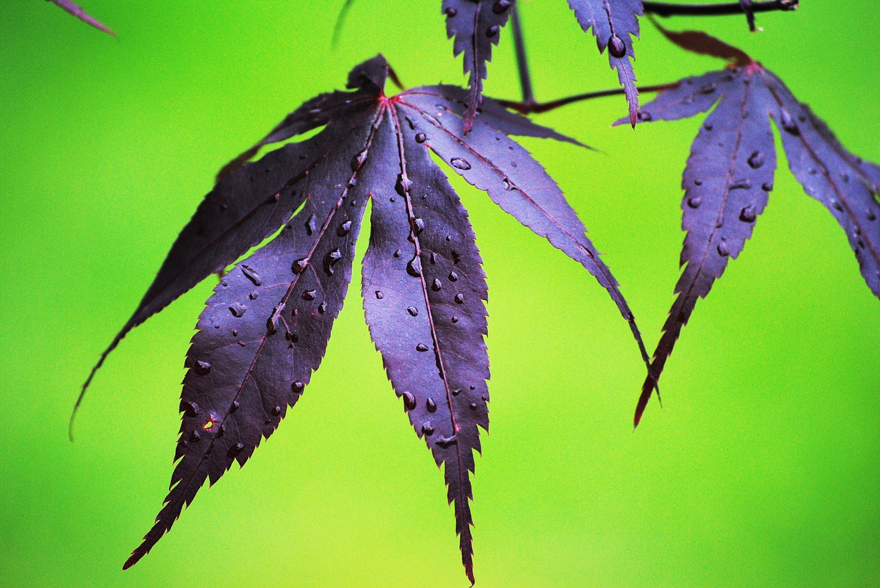 leaf rain acer free photo