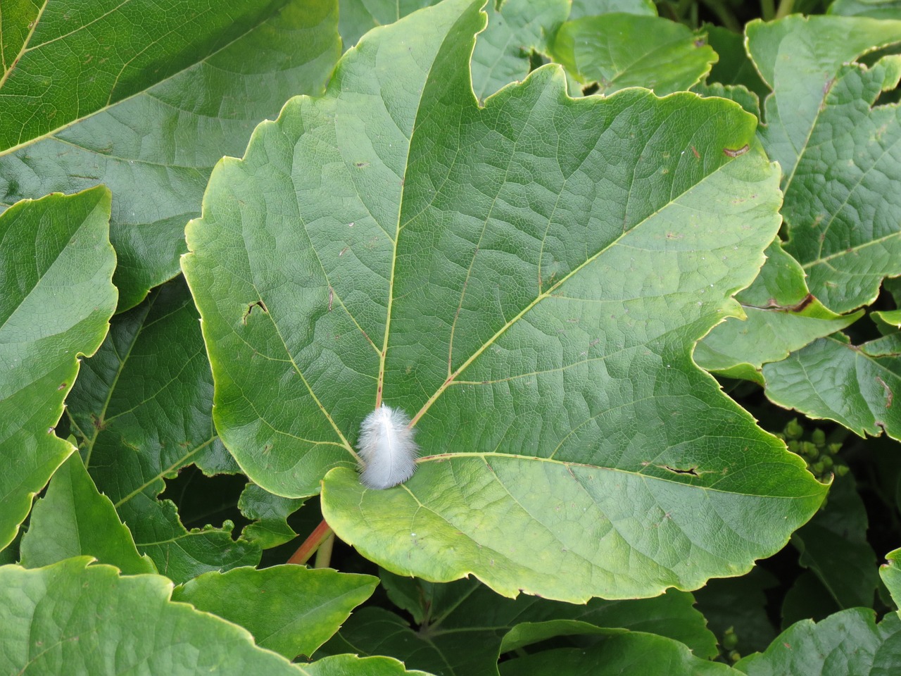 leaf green feather free photo