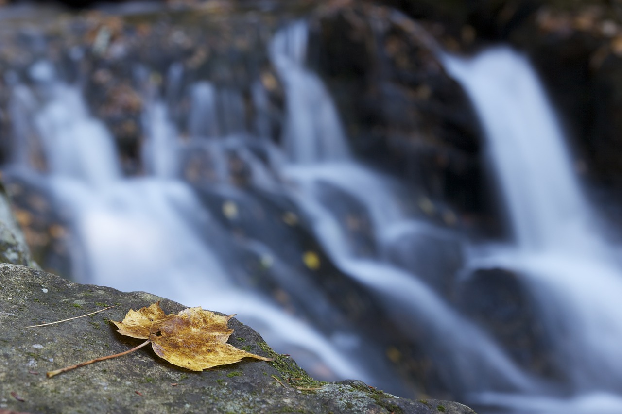 leaf waterfall autumn free photo