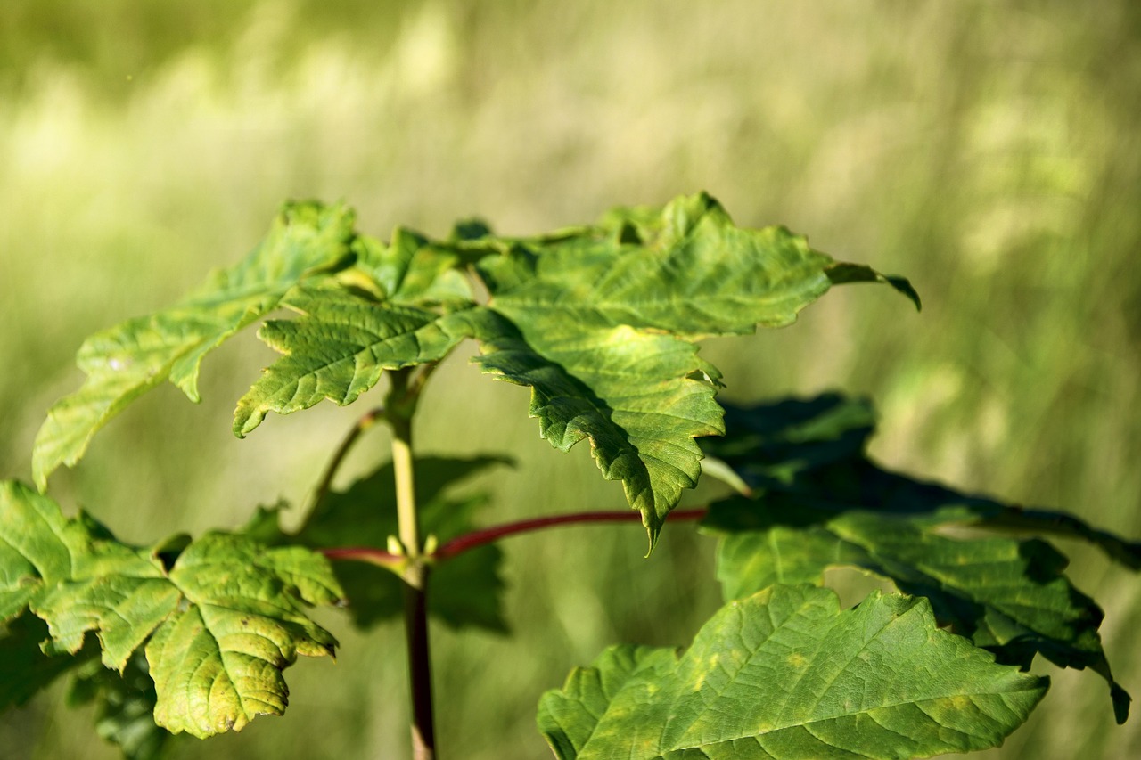 leaf plant green free photo