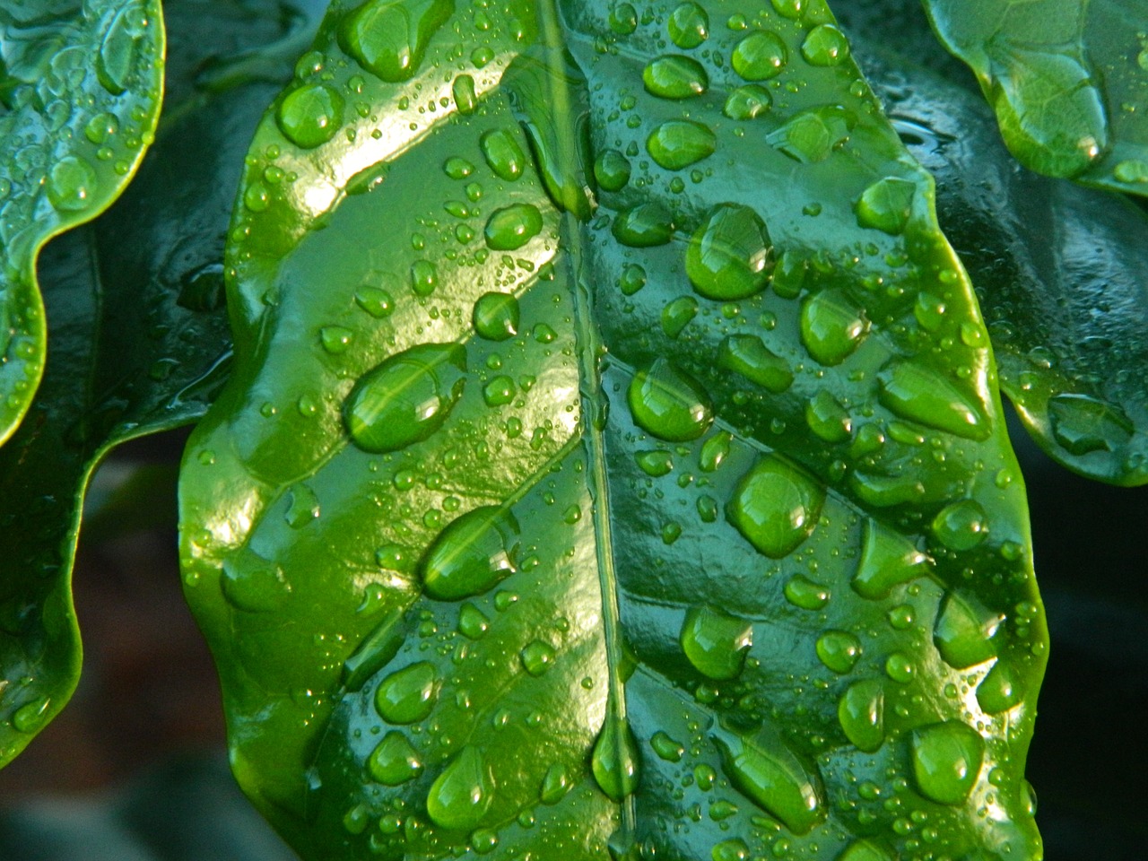 leaf rain coffee free photo