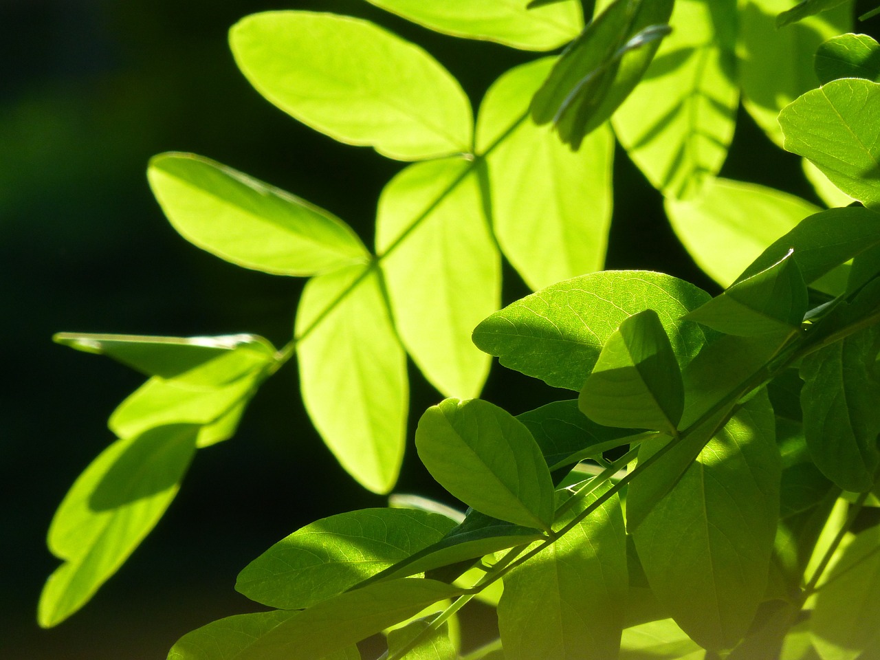 leaf the leaves green free photo