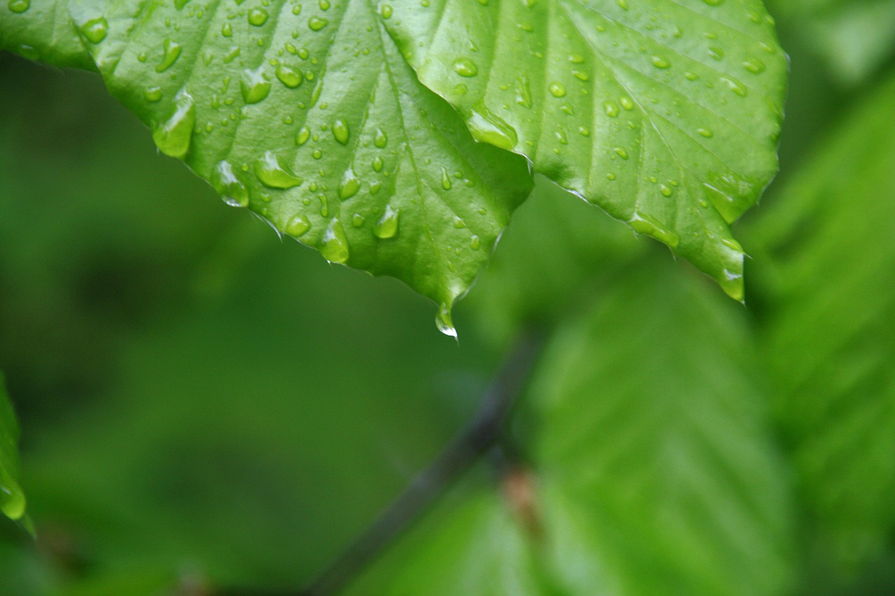 leaf drop nature free photo