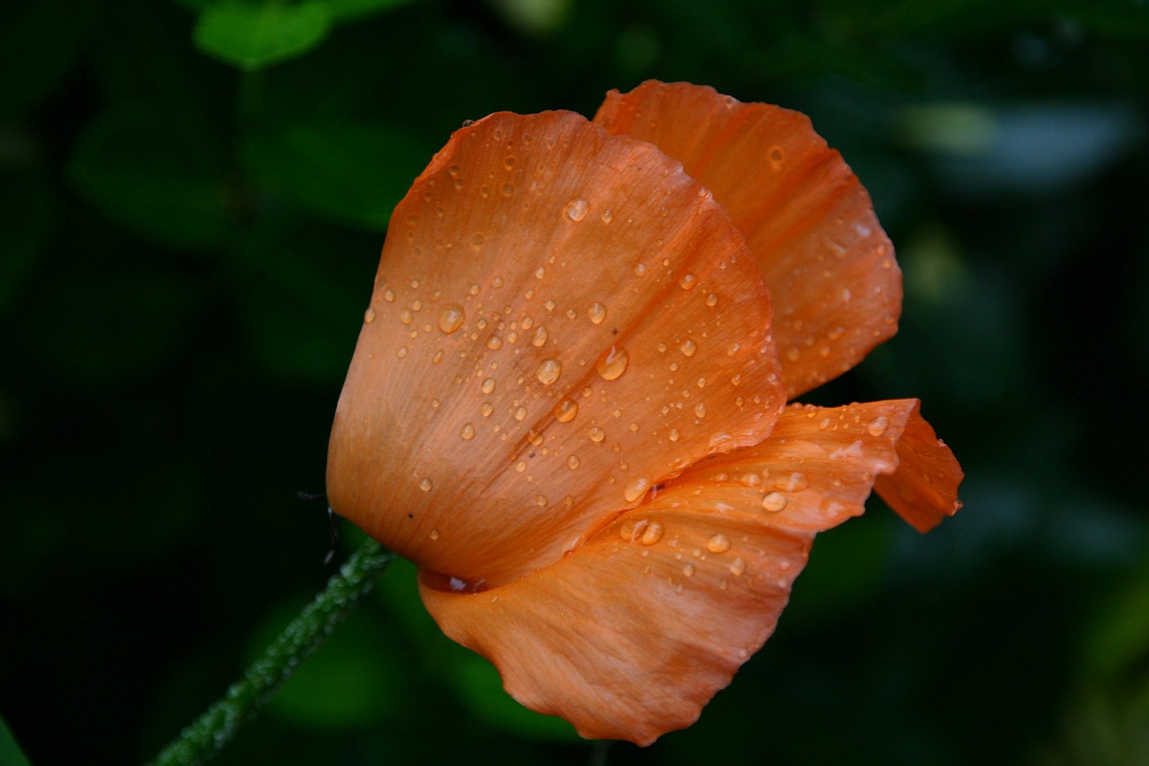 leaf fold orange free photo