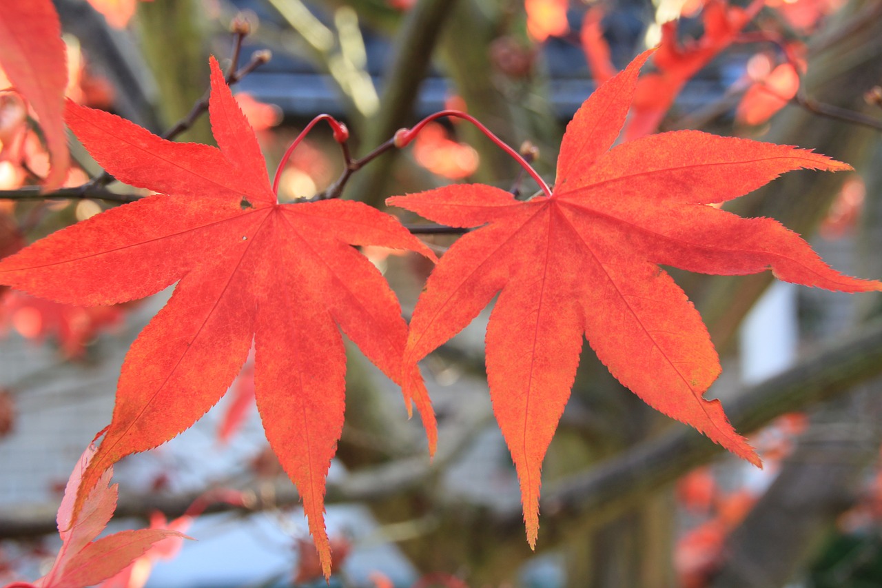 leaf leaves autumn free photo