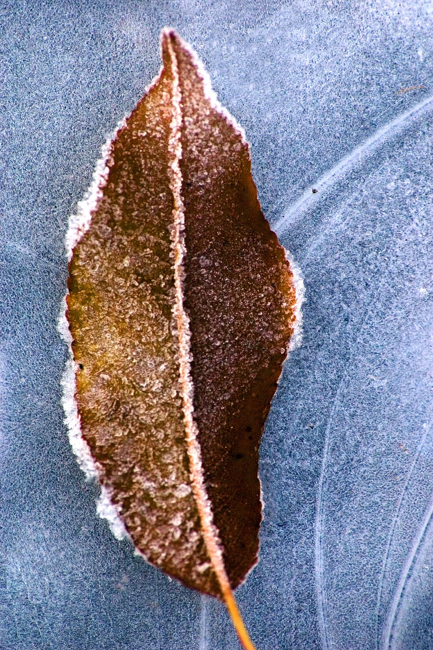 leaf frost ice free photo