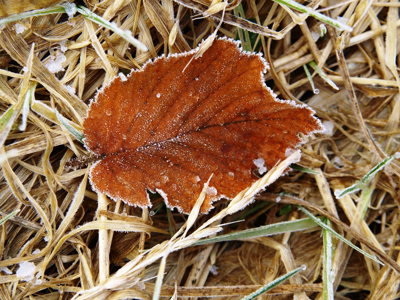 leaf brown frost free photo