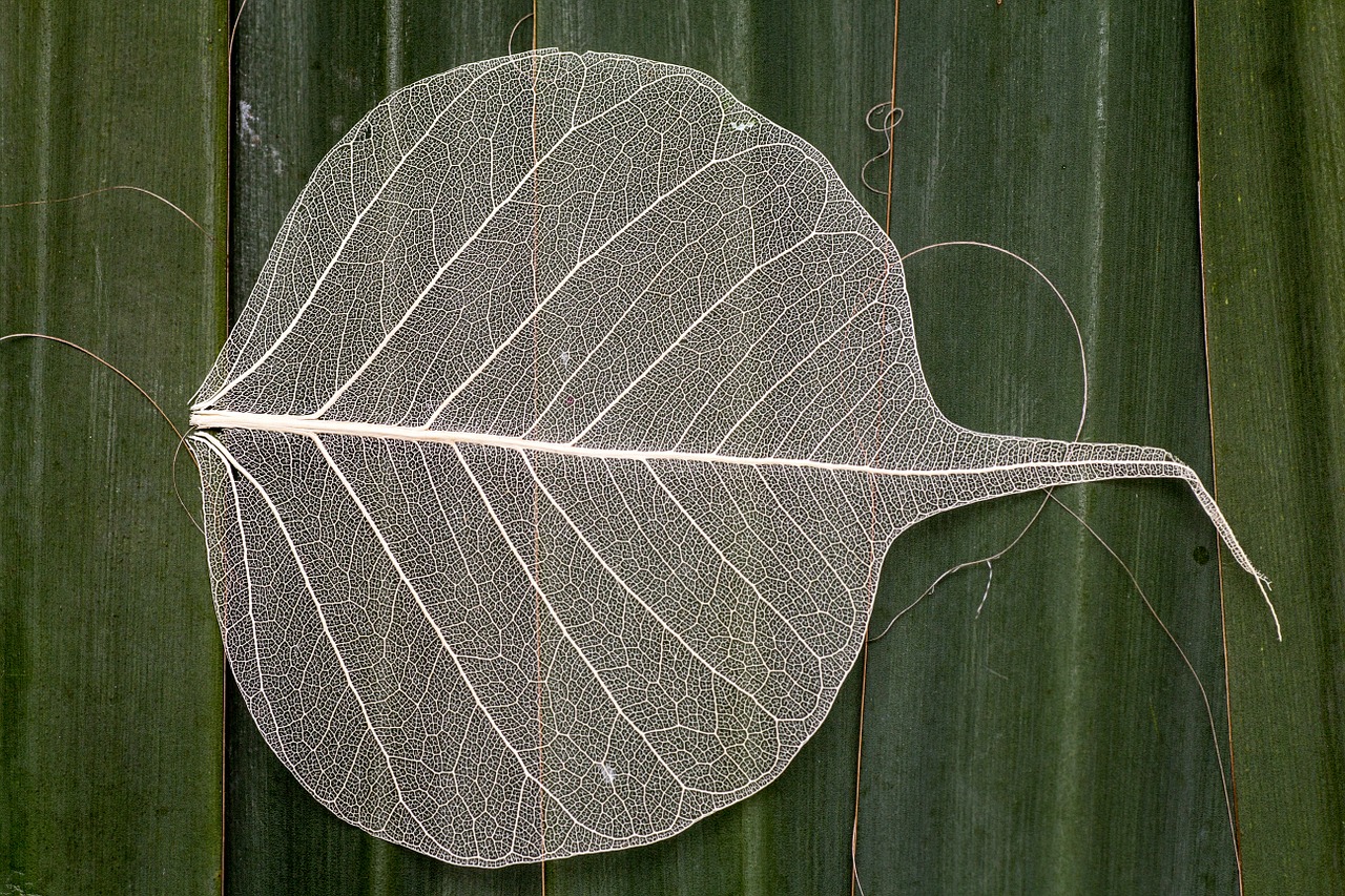 leaf macro leaf structure free photo