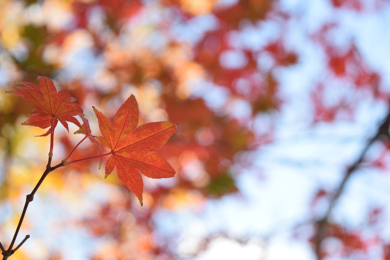 leaf blurry different free photo