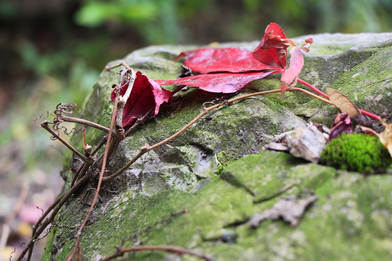 leaf leaves branches free photo