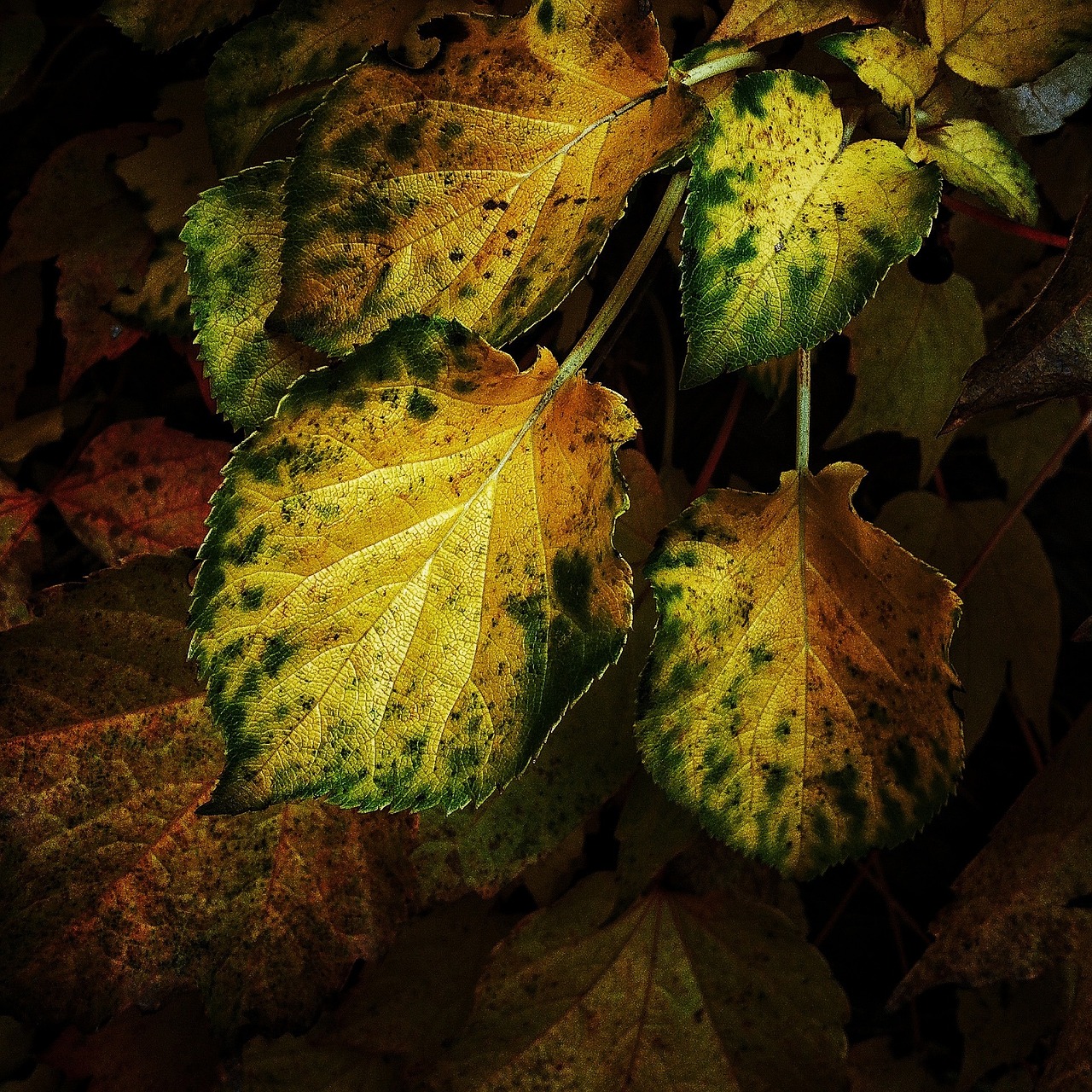 leaf green autumn free photo