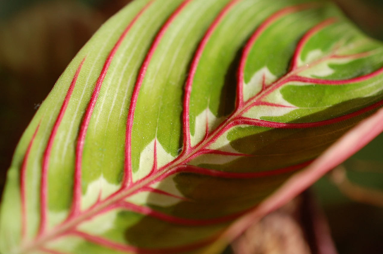 leaf plant foliage free photo