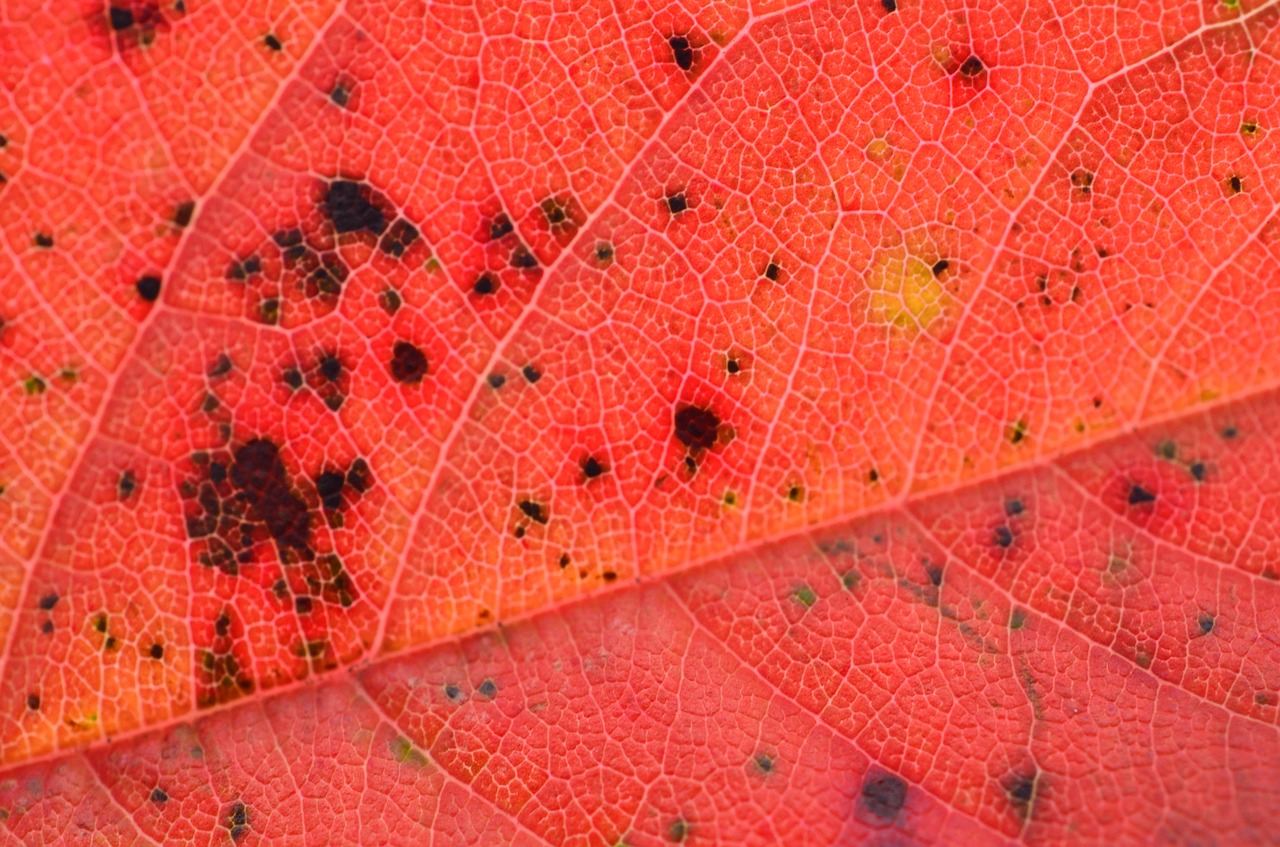 leaf autumn leaves free photo