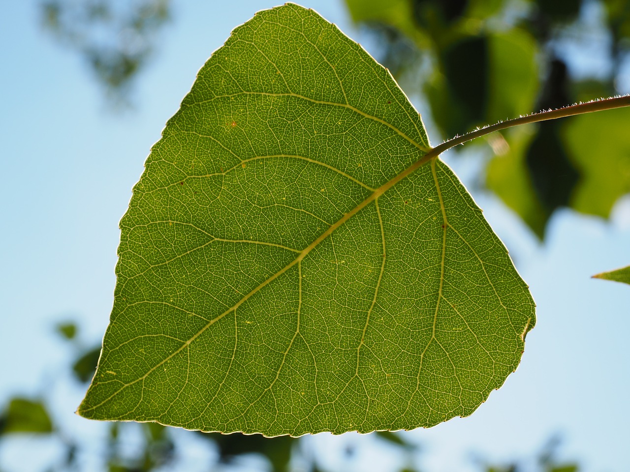 leaf poplar leaf leaf veins free photo