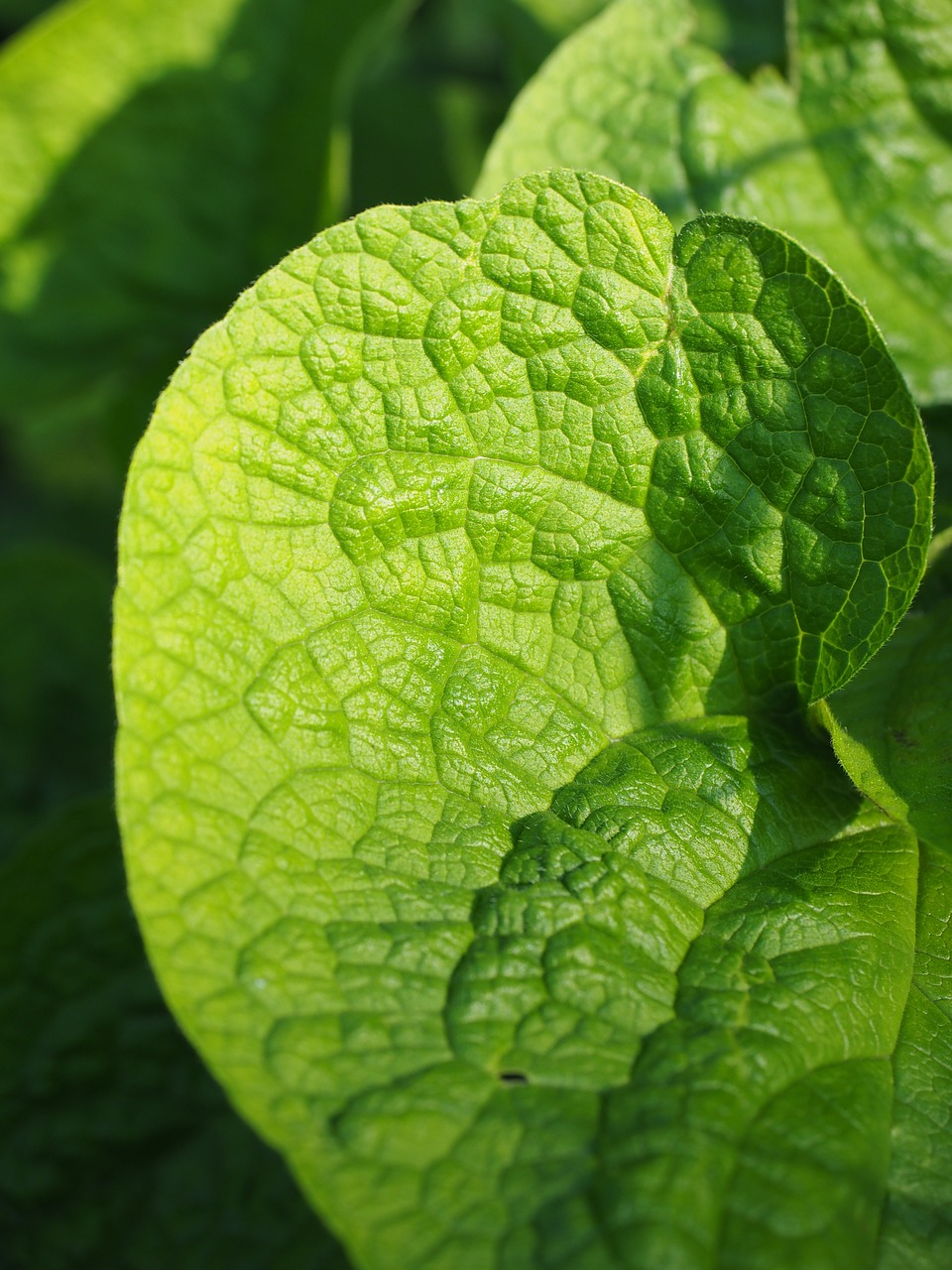 leaf green nature free photo