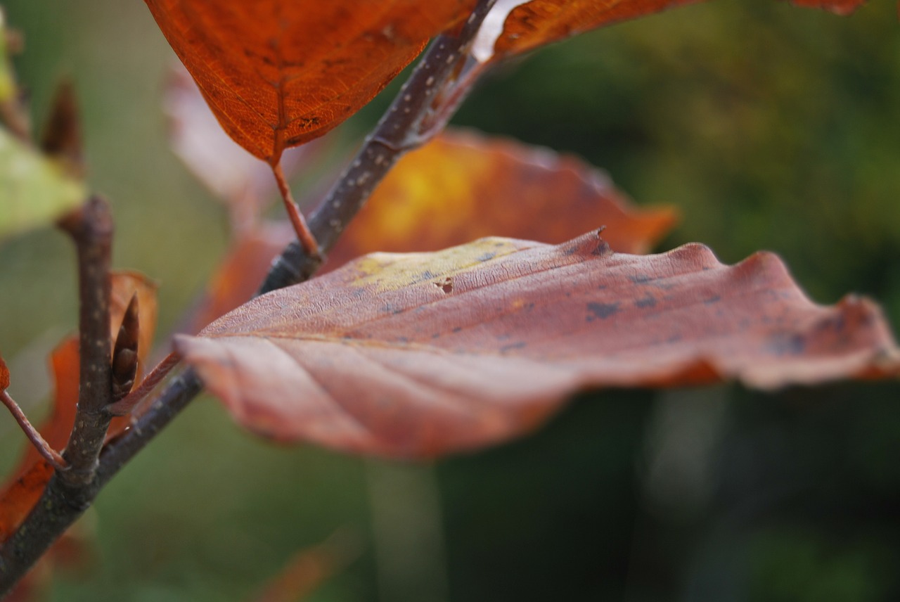 leaf red autumn free photo