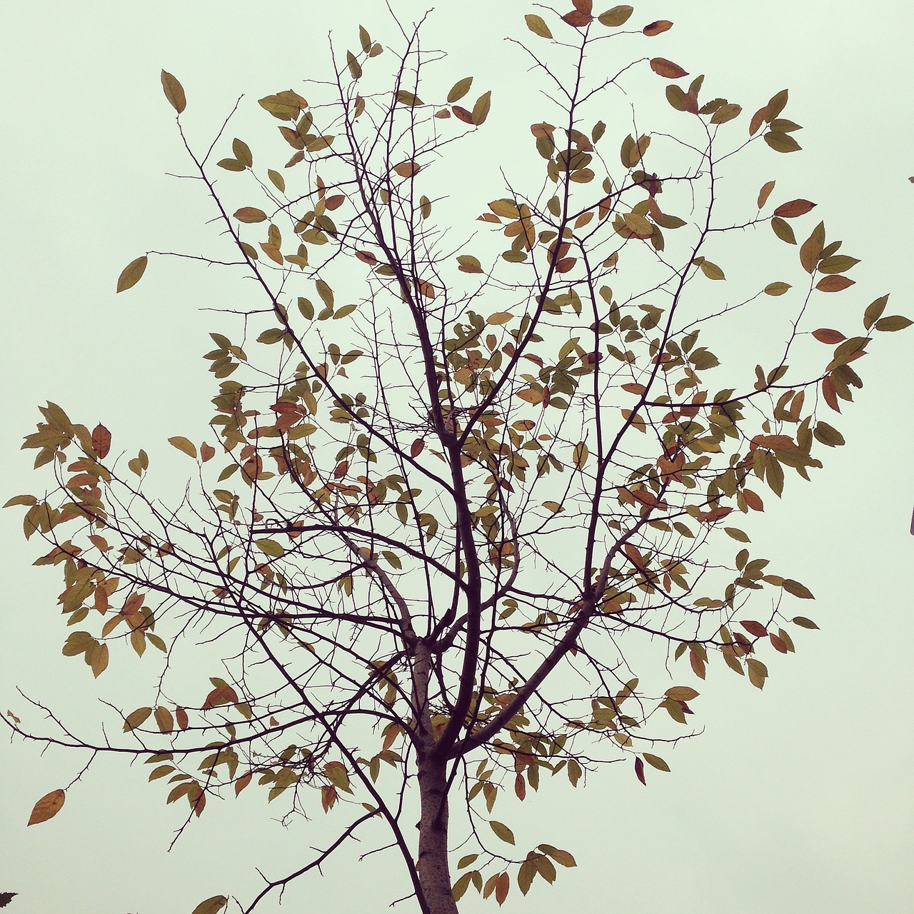 leaf autumn tree free photo