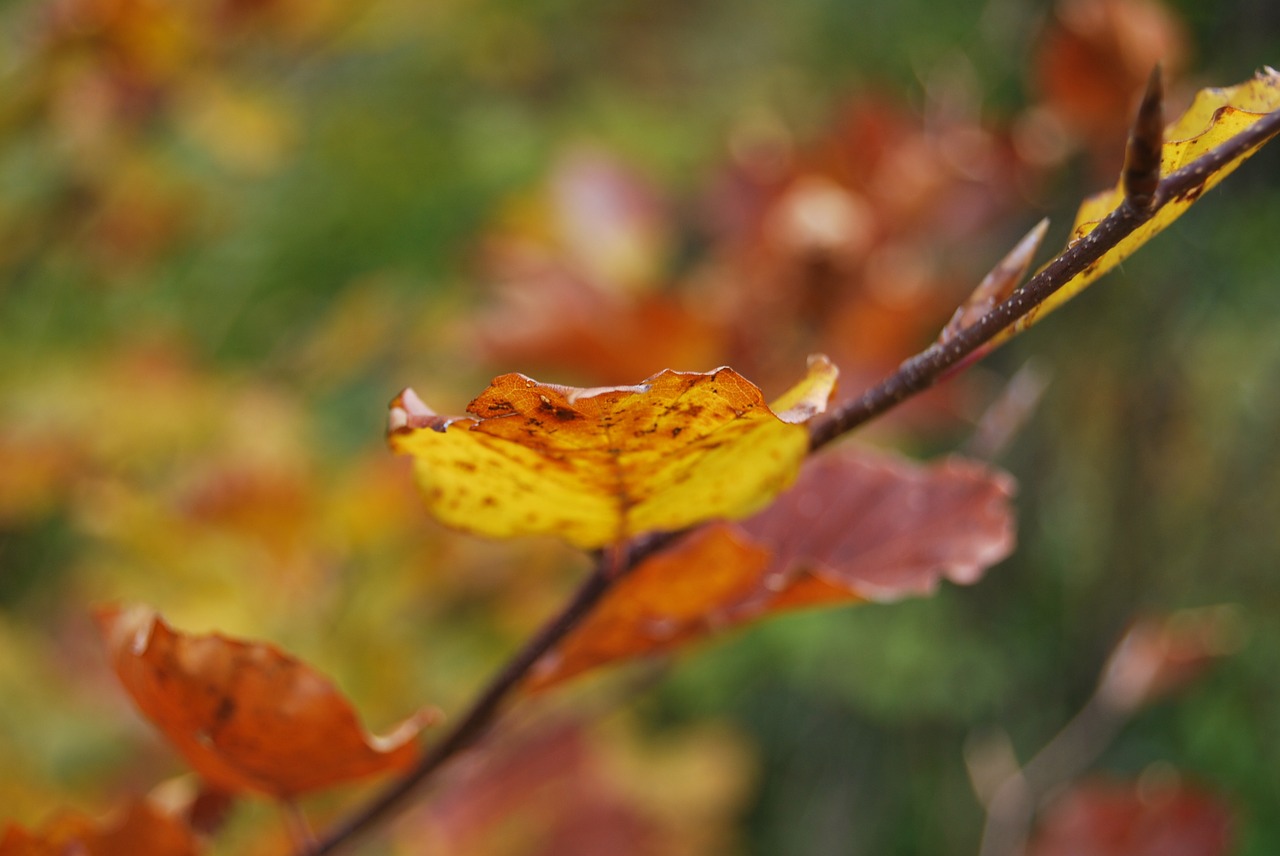 leaf red orange free photo