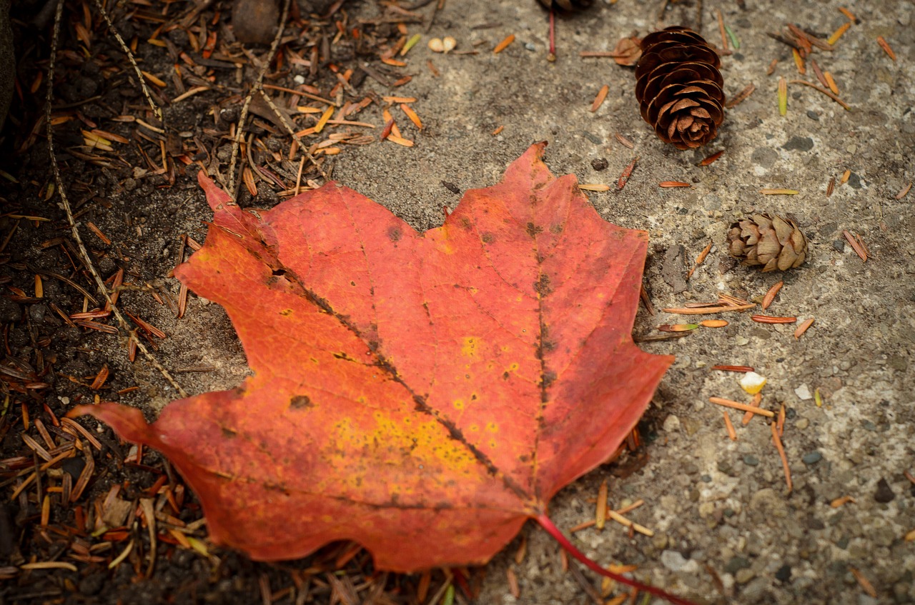 leaf autumn pinecone free photo