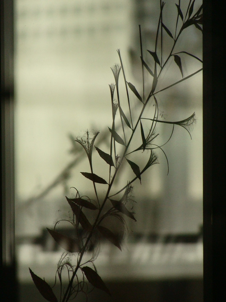 leaf shadow window free photo