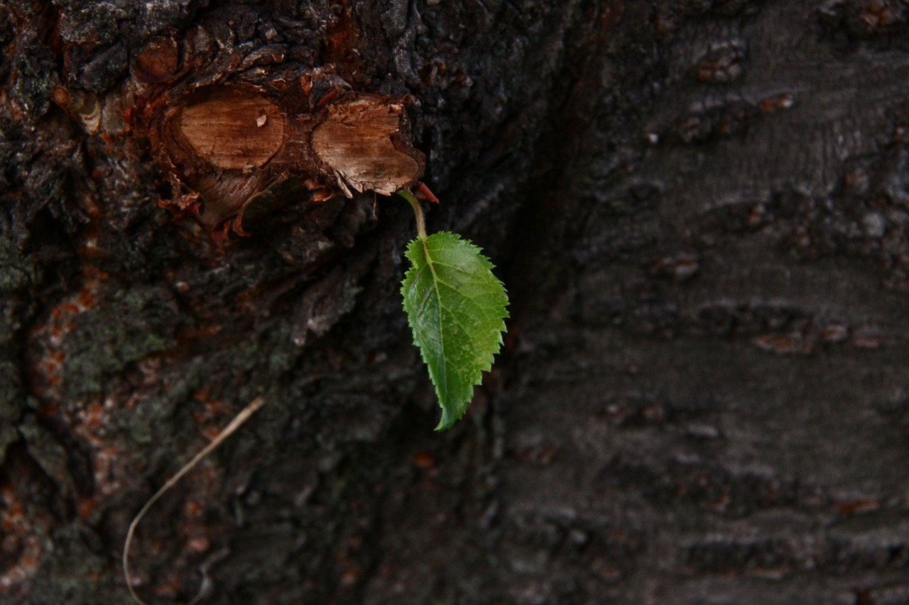 leaf green natural free photo