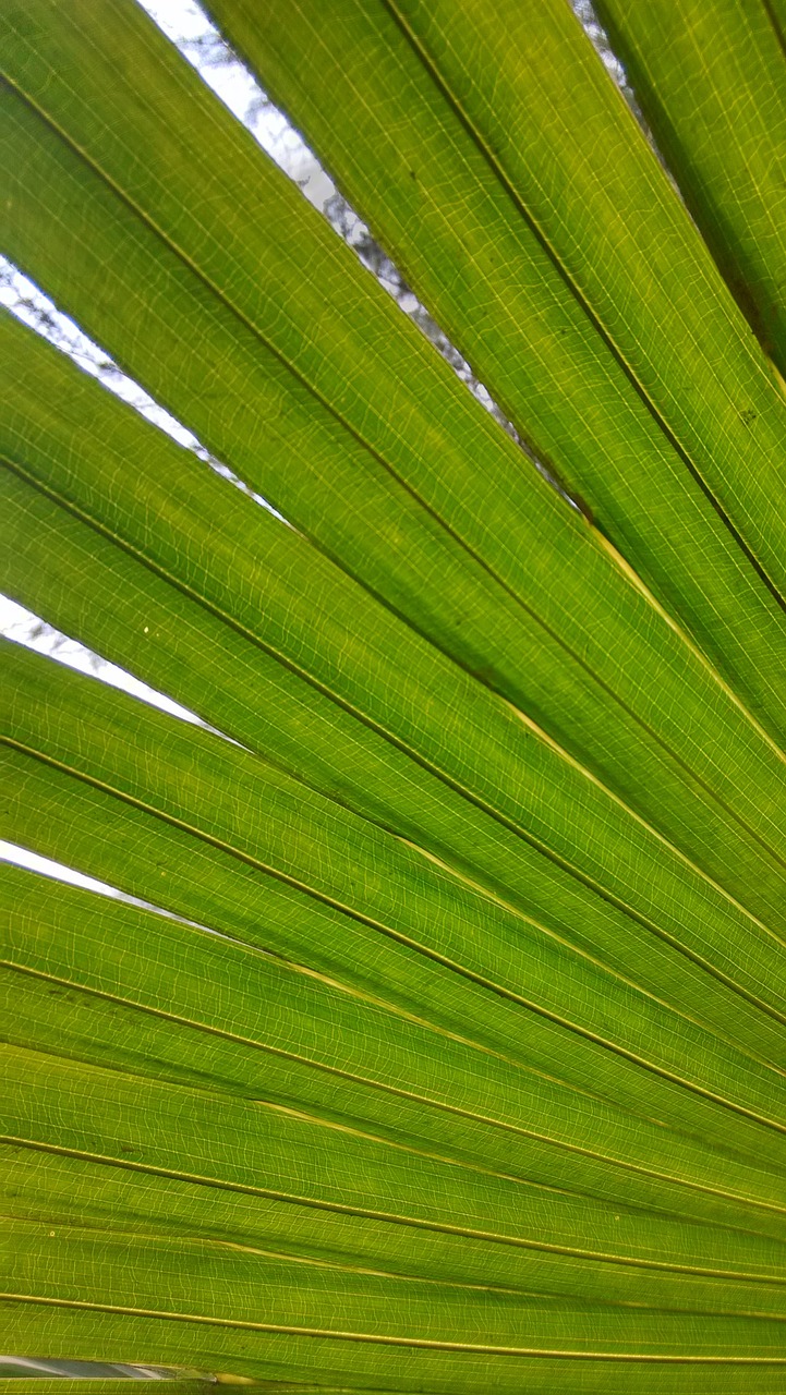 leaf close-up partial free photo