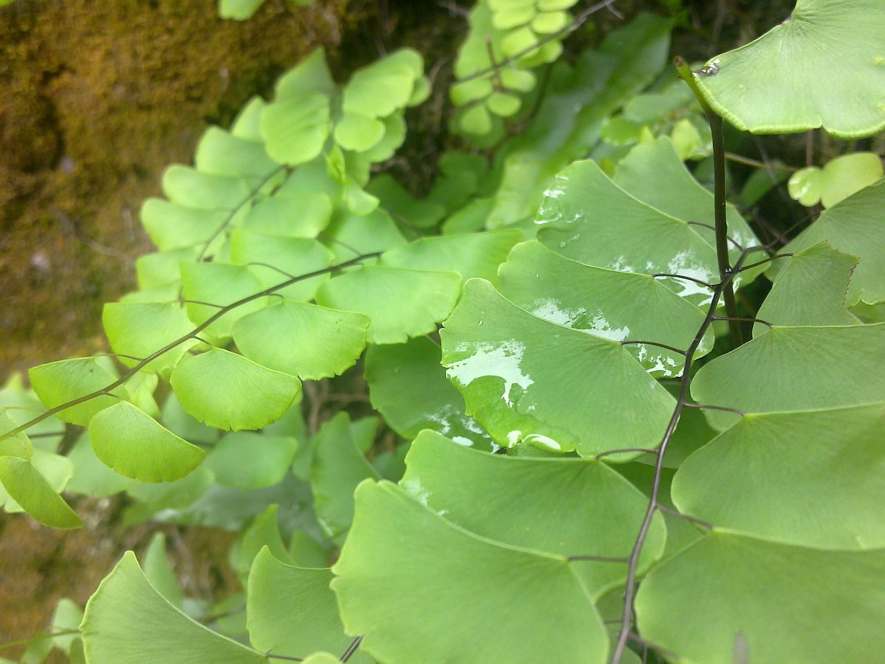 leaf water nature free photo