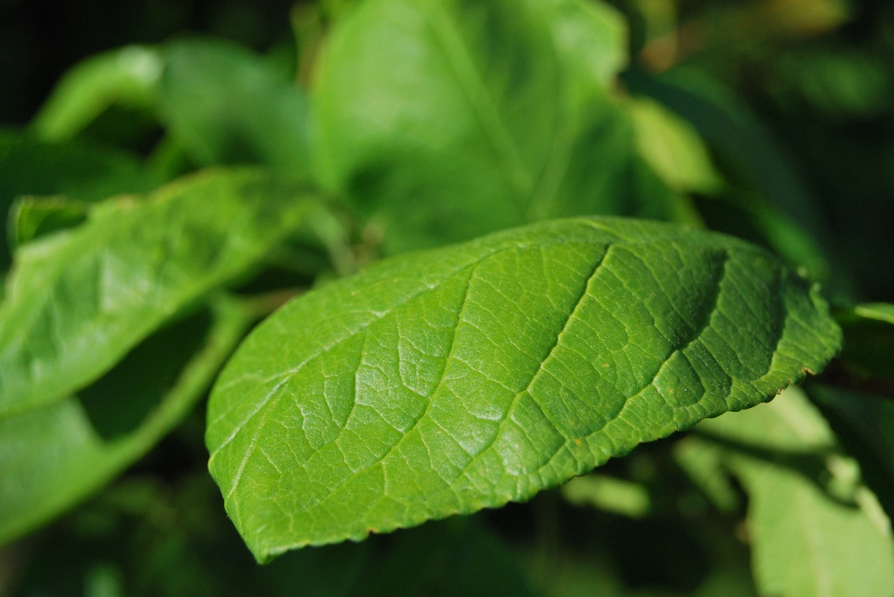 leaf green nature free photo