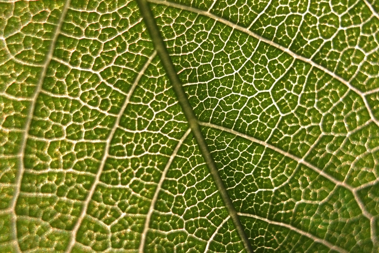 leaf macro micro free photo