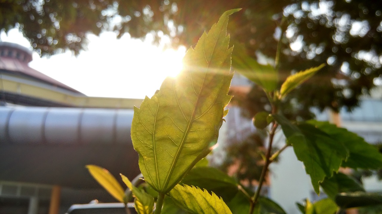 leaf plant green free photo