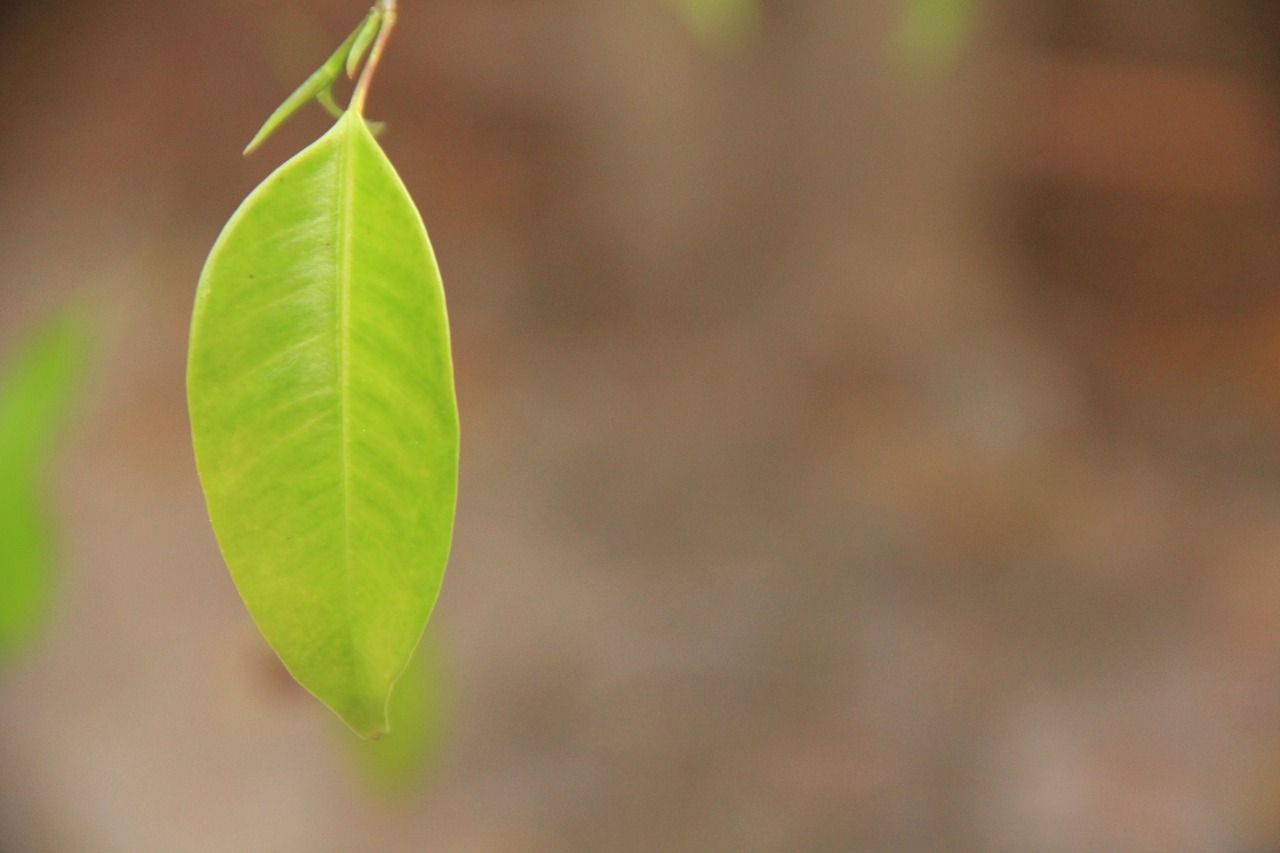 leaf green plant free photo