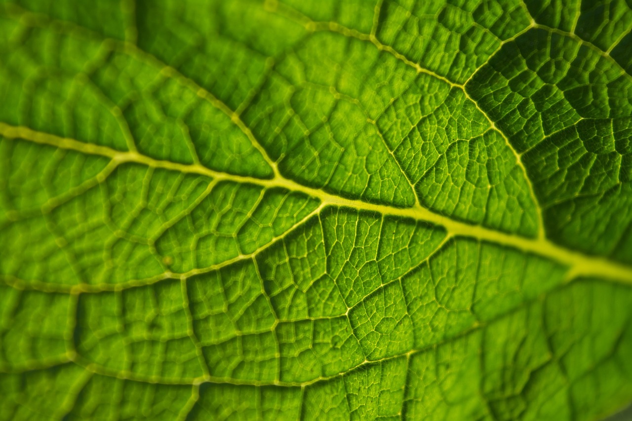 leaf green macro free photo