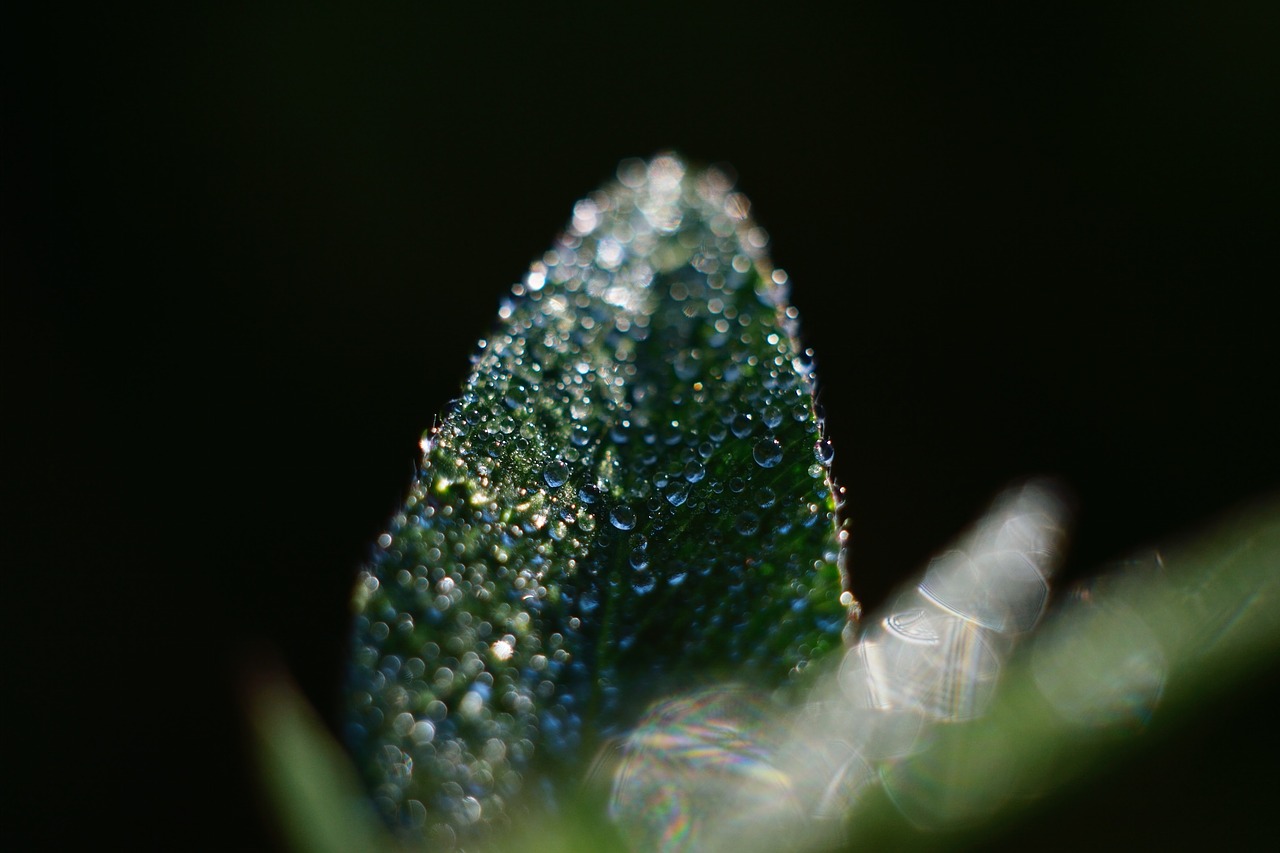 leaf rain drops wet free photo