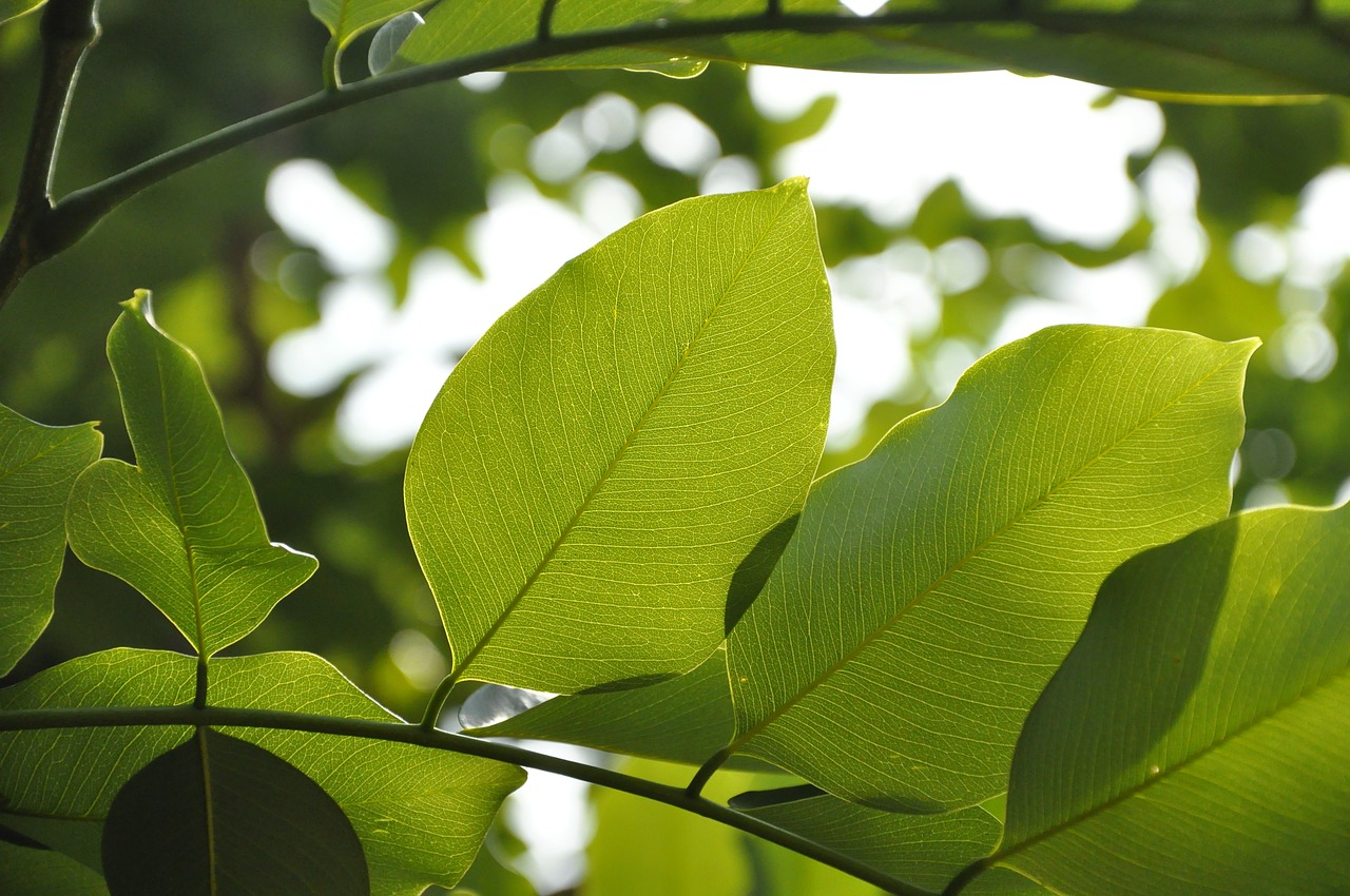 leaf nature natural free photo