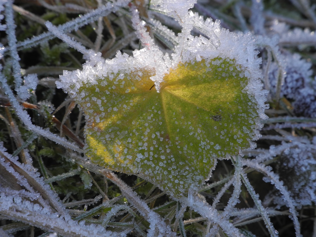 leaf frozen eiskristalle free photo