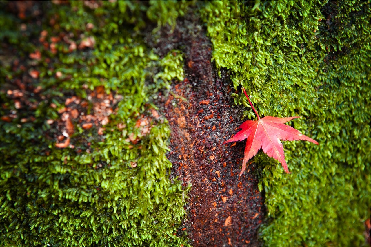 leaf maple nature free photo