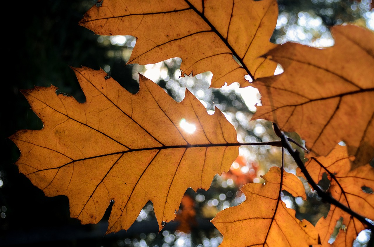 leaf autumn sunlight free photo