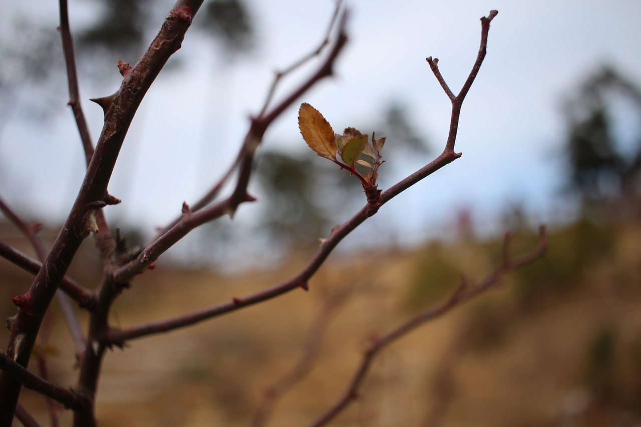 leaf branches winter free photo