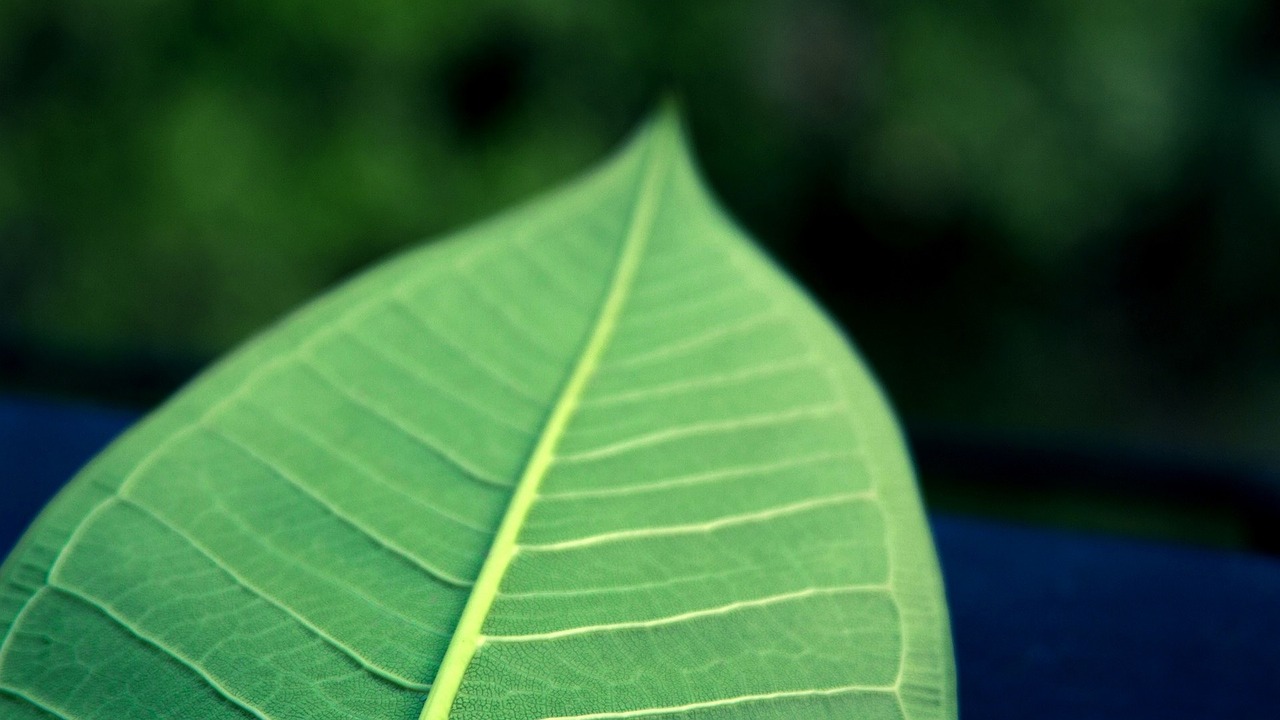 leaf green leaf the leaves free photo