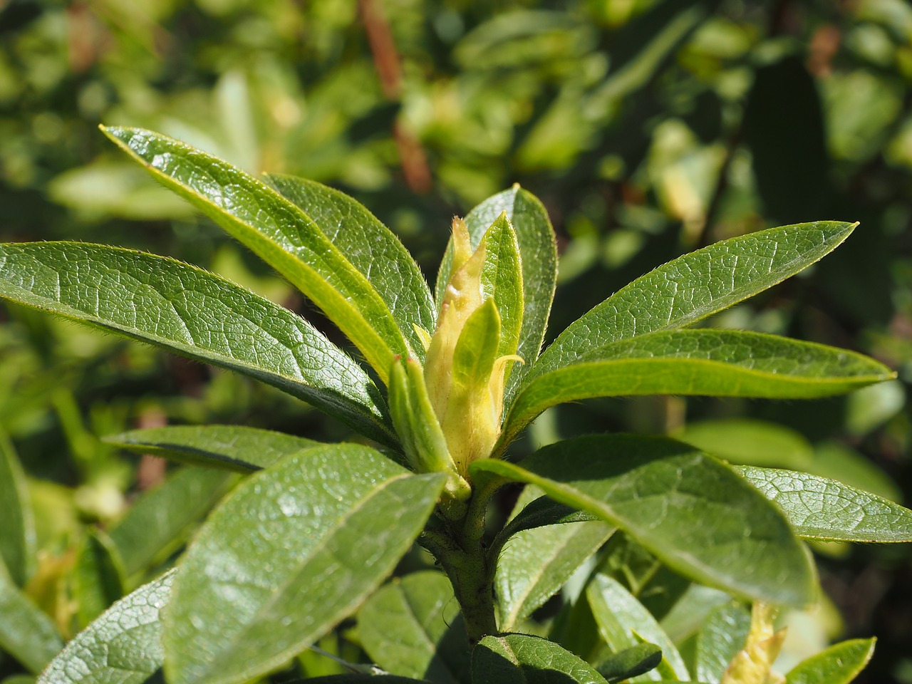 leaf bud green free photo