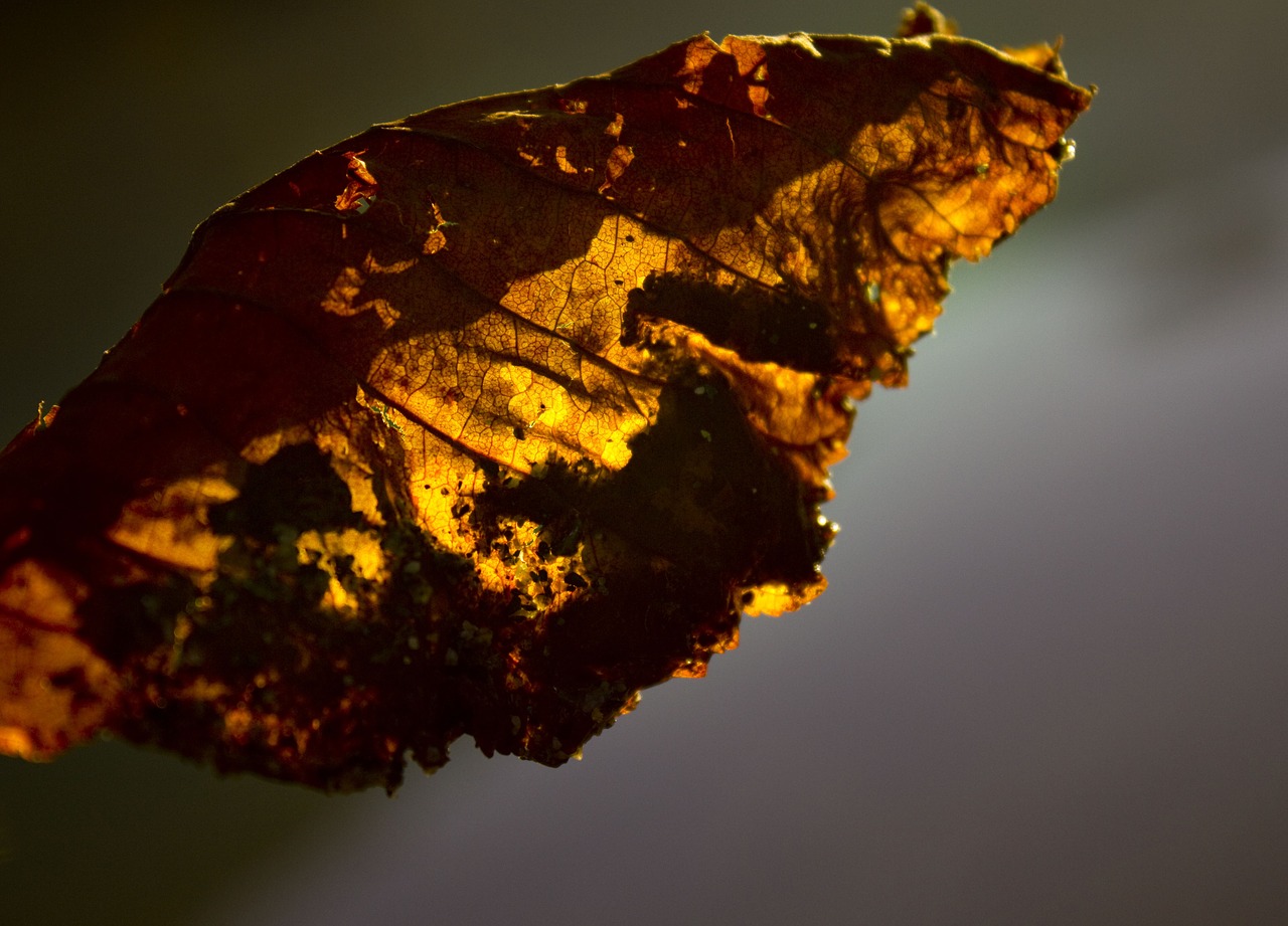 leaf autumn fall foliage free photo