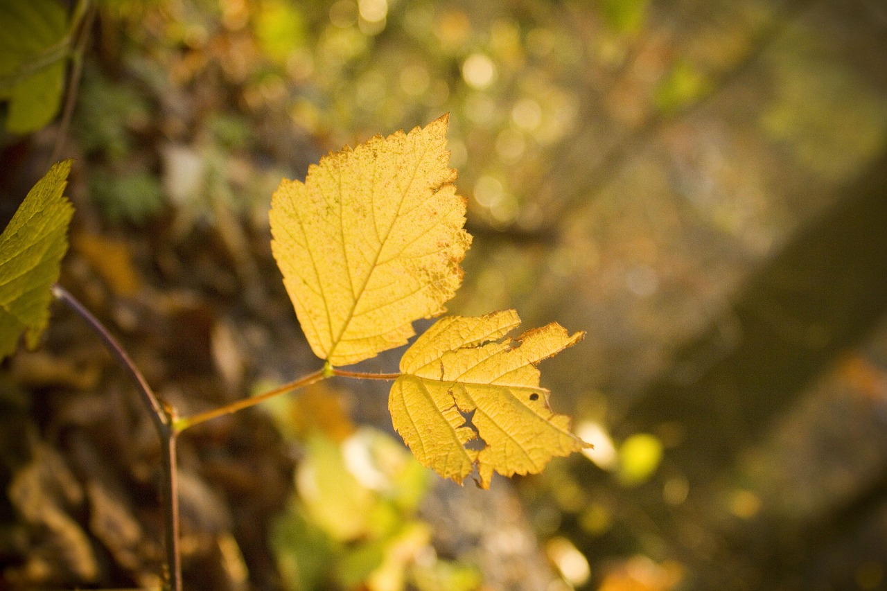 leaf autumn forest free photo