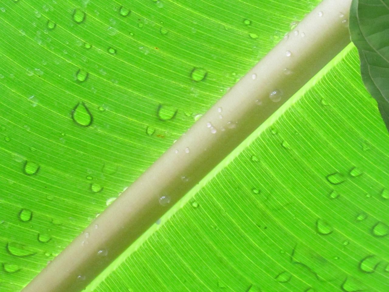 leaf palm green free photo